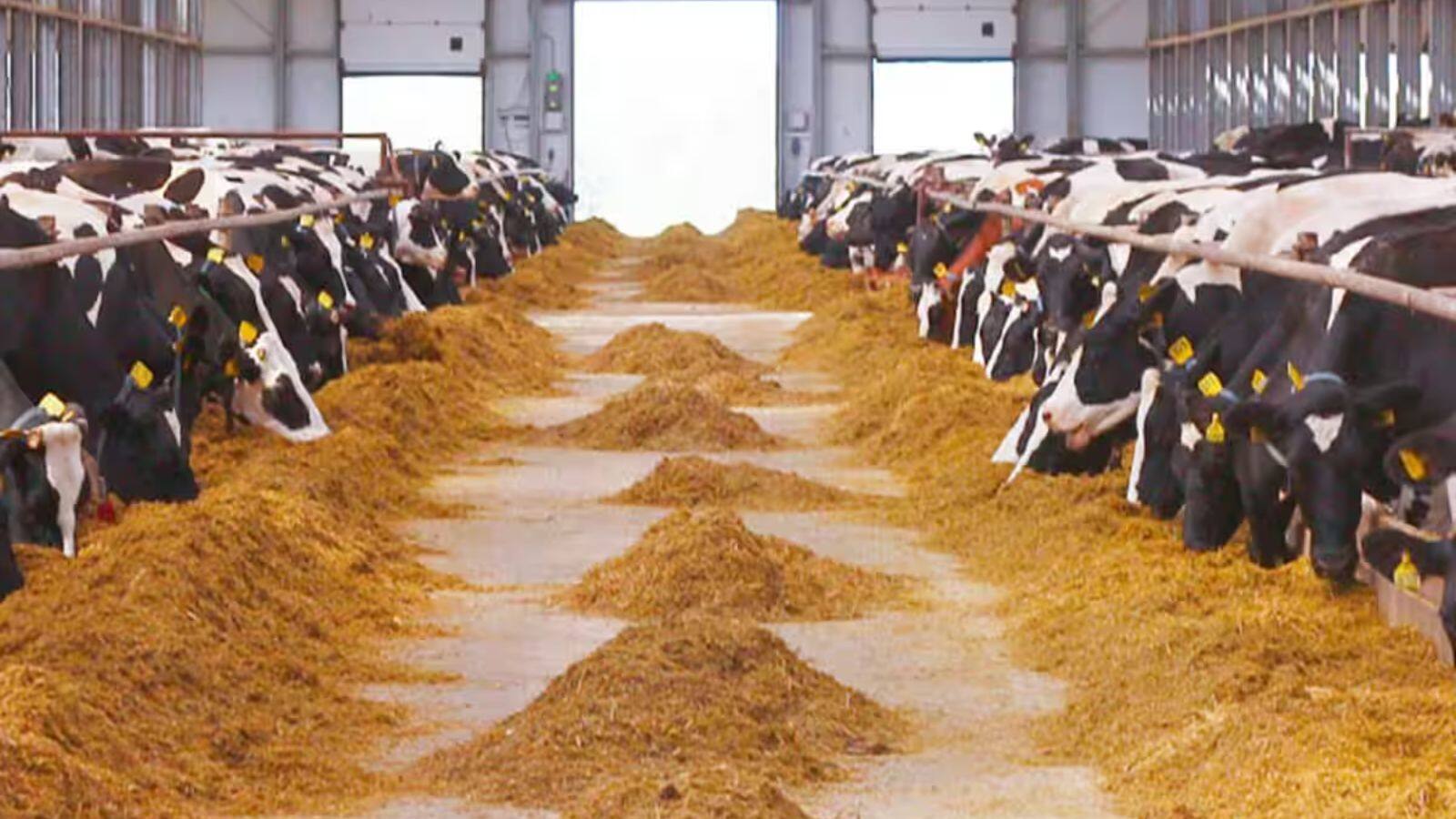 National-Godrej Agrovet Q4 Results: मुनाफा 24% उछला, ₹11 के डिविडेंड का ऐलान – #INA National-Godrej Agrovet Q4 Results: मुनाफा 24% उछला, ₹11 के डिविडेंड का ऐलान – #INA