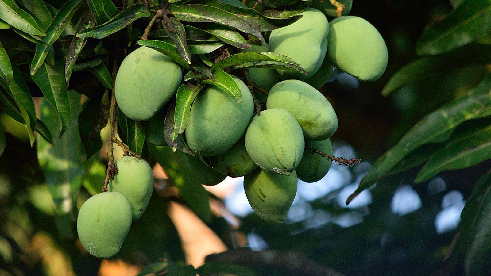 National-Raw Mango Benefits: कच्चा आम सेहत के लिए वरदान, गर्मियों में ये 5 फायदे जरूर जानें – #INA National-Raw Mango Benefits: कच्चा आम सेहत के लिए वरदान, गर्मियों में ये 5 फायदे जरूर जानें – #INA