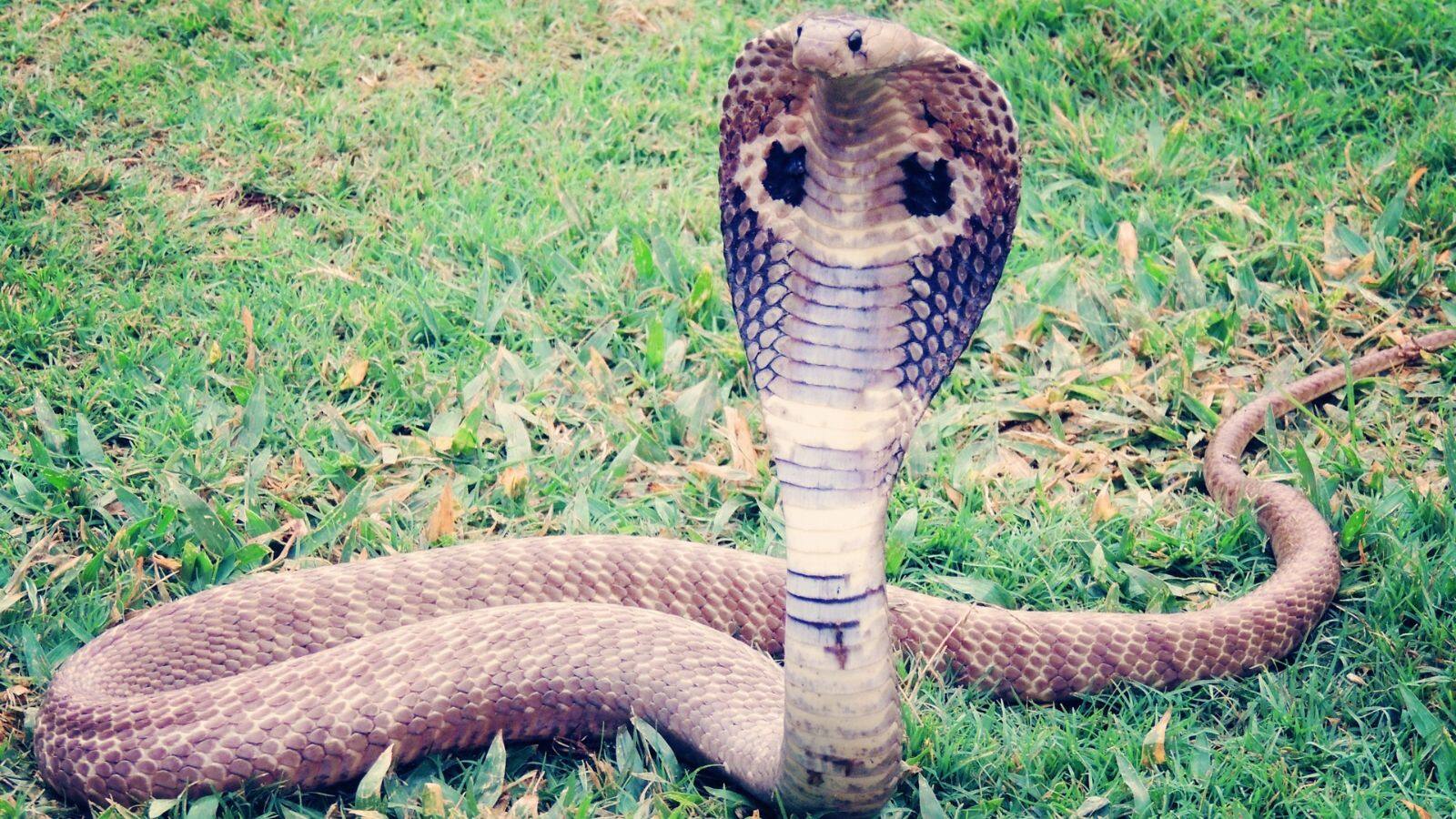 National-king cobra: सोने में सबसे आगे है ये खतरनाक सांप, जानें क्यों किंग कोबरा कहलाता है 'नींद का राजा' – #INA National-king cobra: सोने में सबसे आगे है ये खतरनाक सांप, जानें क्यों किंग कोबरा कहलाता है 'नींद का राजा' – #INA