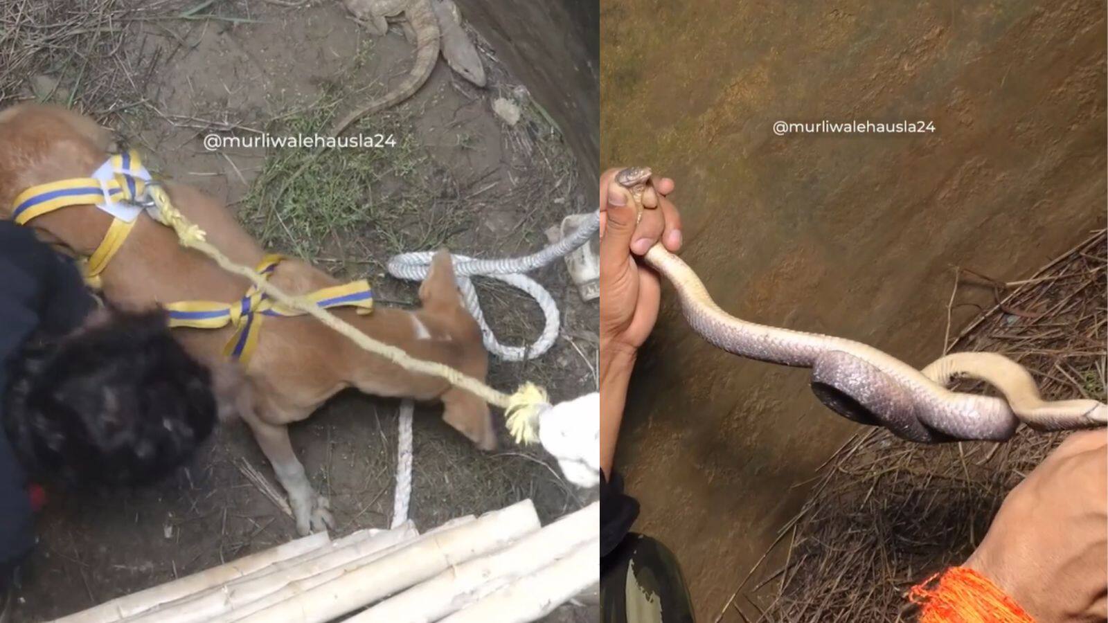 National-Viral .: कुएं में सांपों के बीच जूझ रहे थे मासूम कुत्ते, सपेरे ने जान की बाजी लगाकर निकाला बाहर – #INA National-Viral .: कुएं में सांपों के बीच जूझ रहे थे मासूम कुत्ते, सपेरे ने जान की बाजी लगाकर निकाला बाहर – #INA