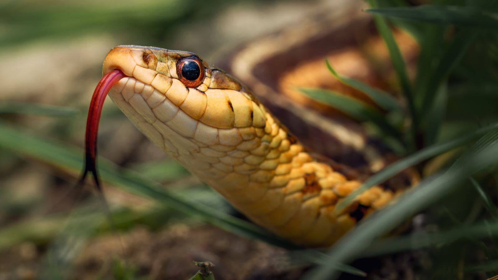 National-Snake blood: क्यों पीते हैं लोग सांप का खून? इन देशों की परंपराएं सुनकर रह जाएंगे हैरान – #INA National-Snake blood: क्यों पीते हैं लोग सांप का खून? इन देशों की परंपराएं सुनकर रह जाएंगे हैरान – #INA
