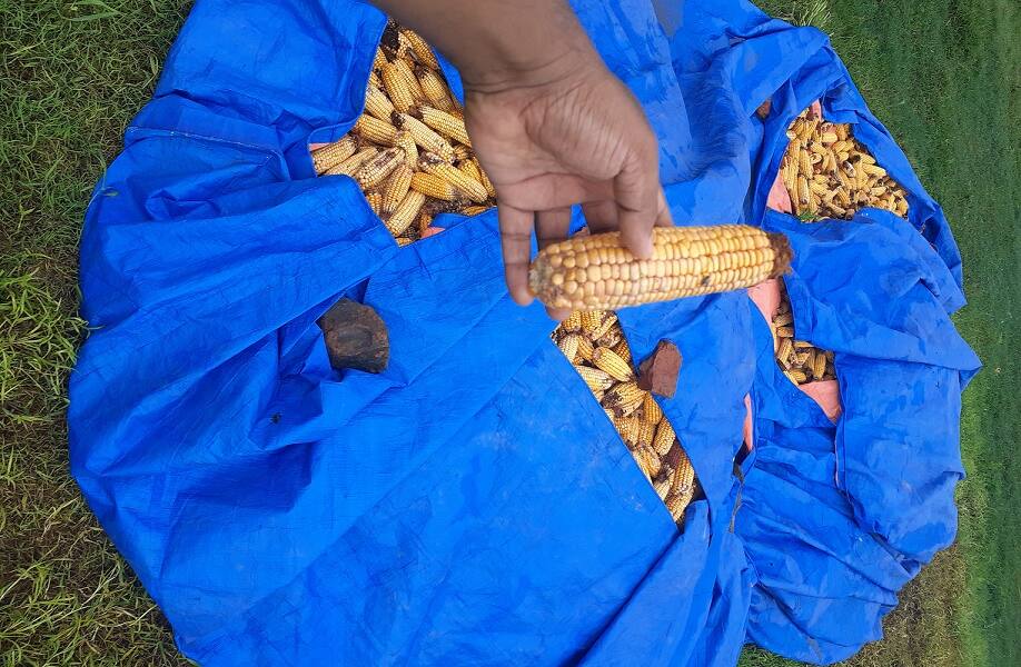 Maize farmer