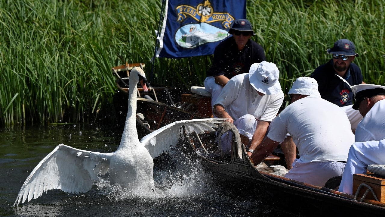 In Pics Counting Of The Swans On Britains River Thames