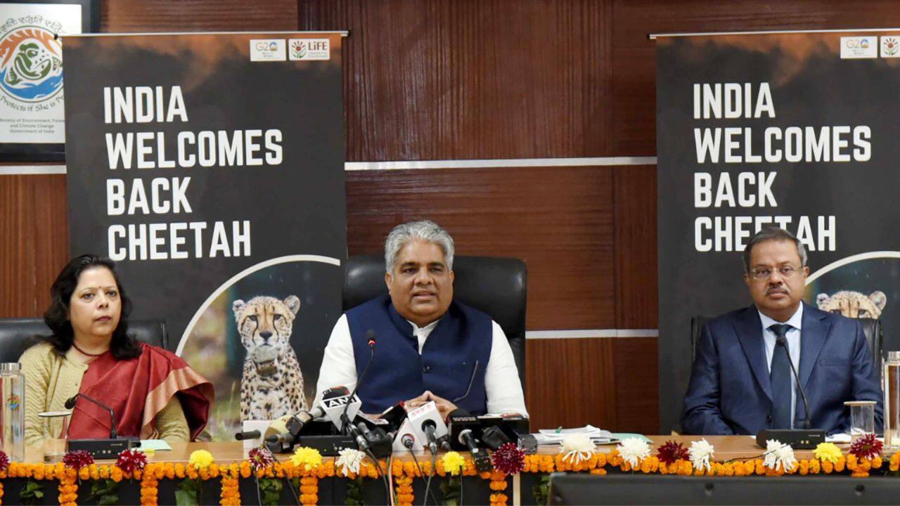 In Pics India To Welcome Cheetahs From South Africa On February