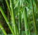bamboonew