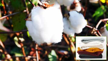 India‘s 2016-17 cotton imports are set to jump