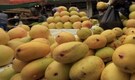 Agri Park exports 1.2 tonnes mangoes, pomegranates to US