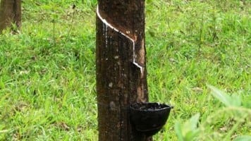 import duty on natural rubber 