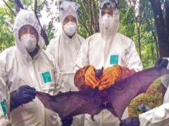 केरल में निपाह की पुष्टि, पैनिक ना होने की सलाह 