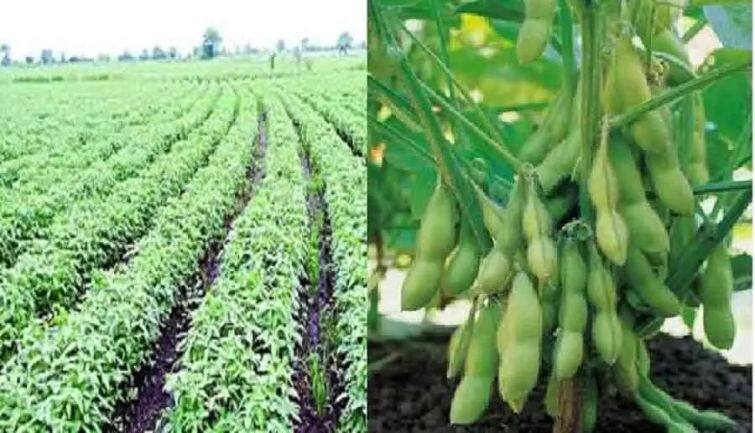 3 ट्रेडिंग सेशन में 10% फिसला सोयाबीन, जानिए इस बड़ी गिरावट की क्या है वजह?