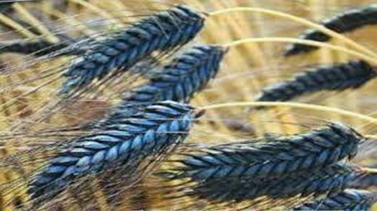 Business Idea: 8000 रुपये क्विंटल बिकने वाले इस गेहूं की करें खेती, होगी  बंपर कमाई - business idea black wheat farming good for health and bumper  earning | Moneycontrol Hindi
