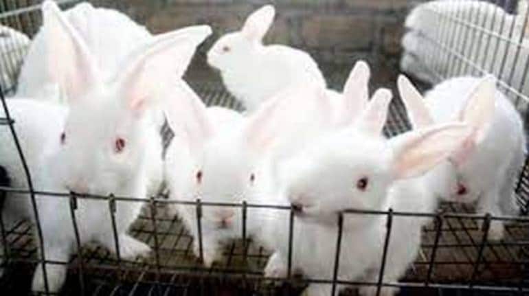 Business Idea: खरगोश पालन के बिजनेस में होगी छप्पर फाड़ कमाई, जानिए कैसे  करें शुरू - business idea start animal husbandry rabbit farming will earn  lakh rupees every year | Moneycontrol Hindi