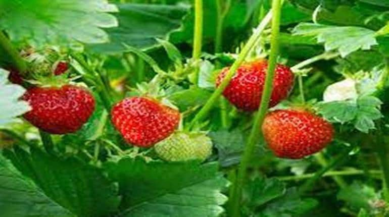 Business Idea: Strawberry की खेती से होगी बंपर कमाई, जानिए कैसे करें शुरू
