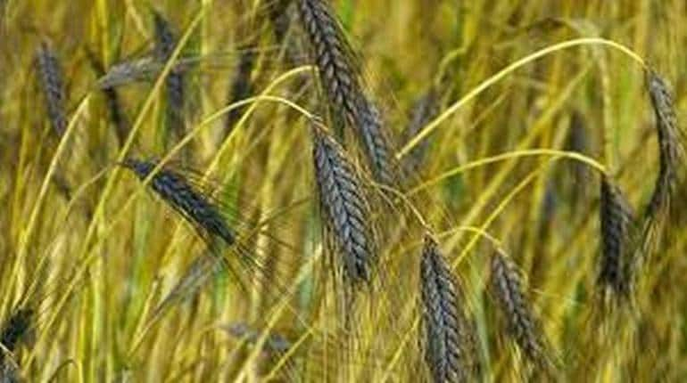 Business Idea: 8000 रुपये क्विंटल बिकने वाले इस गेहूं की करें खेती, हो जाएंगे मालामाल – Business Idea black wheat farming good for health and bumper earning know how to start