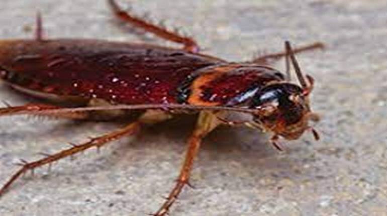 Cockroaches: कंपनी ने निकाली अनोखी स्कीम, घर में कॉकरोच पालने पर ...