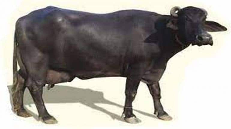 Business Idea: Murrah नस्ल की भैंस से हर महीने होगी मोटी कमाई, जानिए कैसे करें शुरू Business Idea: Murrah नस्ल की भैंस से हर महीने होगी मोटी कमाई, जानिए कैसे करें शुरू