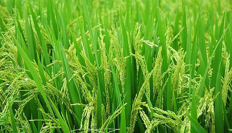 नेचुरल फार्मिंग की चुनौतियों से निपटने के लिए ठोस तैयारी जरूरी नेचुरल फार्मिंग की चुनौतियों से निपटने के लिए ठोस तैयारी जरूरी