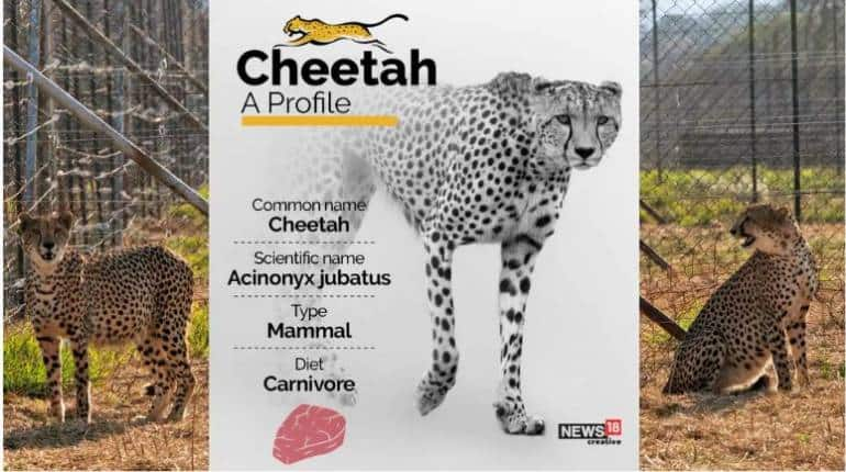 Cheetah Reintroduction Project: तस्वीरों से जानें, दुनिया के सबसे तेज