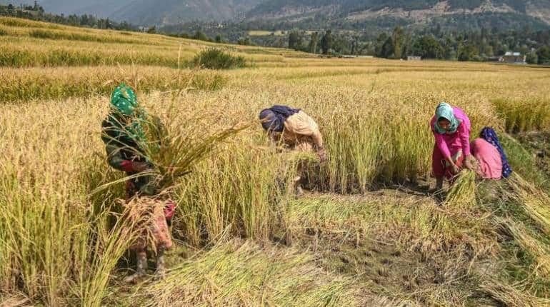 PM Kisan Samman Nidhi: 12वीं किश्त के पहले आया बड़ा बदलाव! फटाफट जमा करें ये डॉक्यूमेंट्स – PM Kisan Samman Nidhi Yojana will not be available without ration card know process