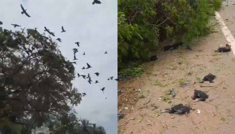 केरल में पेड़ काटने से सैकड़ों पक्षियों की दर्दनाक मौत, घोंसलों को किया गया नष्ट केरल में पेड़ काटने से सैकड़ों पक्षियों की दर्दनाक मौत, घोंसलों को किया गया नष्ट