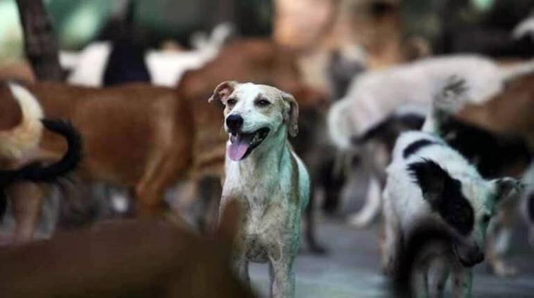 Noida: नोएडा की हाउसिंग सोसाइटी में 7 महीने के मासूम की आवारा कुत्तों ने ली जान, बाहर आ गई बच्चे के पेट की आंत, लोगों ने किया प्रदर्शन