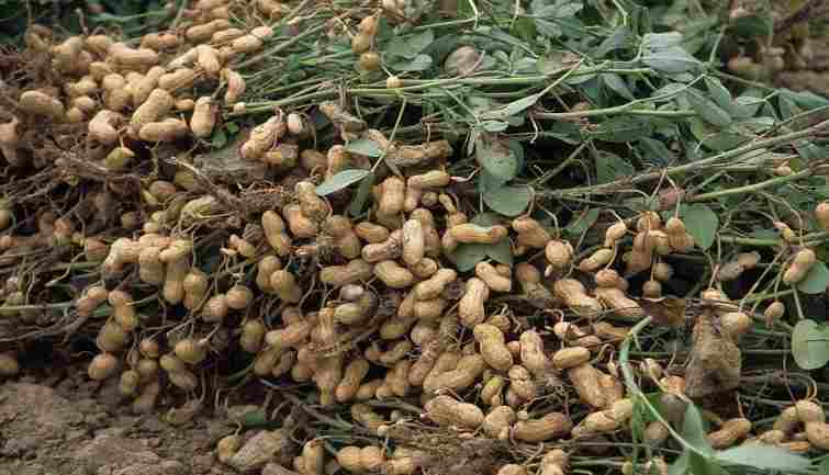 Commodity Markets: देश में मूंगफली की बुआई घटी, जानिए क्या है वजह और अन्य कमोडिटी का क्या है हाल Commodity Markets: देश में मूंगफली की बुआई घटी, जानिए क्या है वजह और अन्य कमोडिटी का क्या है हाल