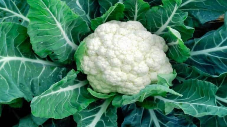 Business Idea: फूलगोभी की खेती से सिर्फ 4 महीने में बन जाएंगे लखपति, जानिए कैसे – Business Idea farming of cauliflower phoolgobhi farmers earn lakh of rupees check details