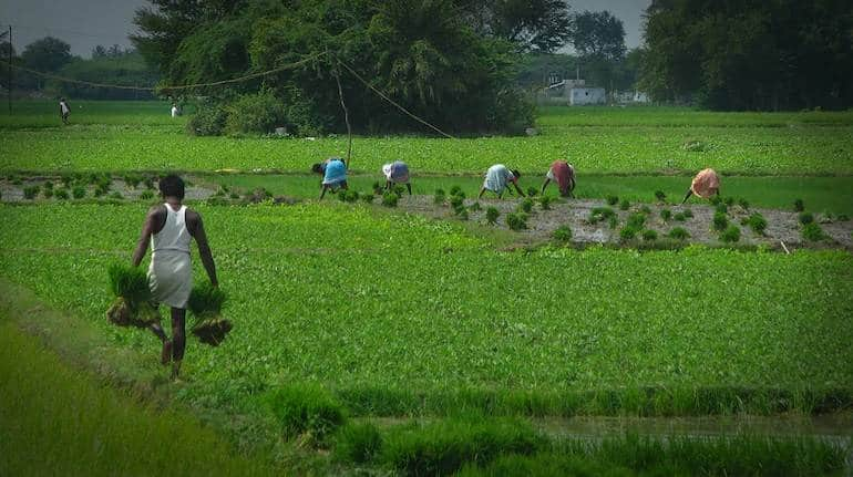 बजट 2023: कृषि क्षेत्र को सहायता देने के चलते एग्री स्टॉक्स में उछाल, कावेरी सीड्स में 4% की तेजी – Budget 2023 Agri stocks rally on support to agri sector Kaveri Seeds rose 4 percent