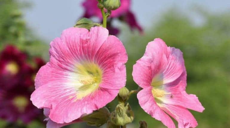 Business Idea: गुलखैरा से होगी अंधाधुंध कमाई, जड़ से तना तक बिक जाएगा, ऐसे करें शुरू