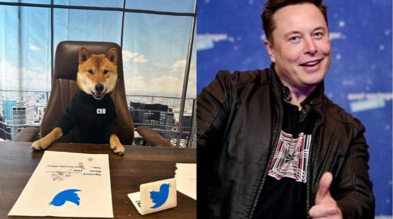 Twitter का 'नया CEO' एक कुत्ता! एलॉन मस्क ने बताया, 'दूसरों से काफी बेहतर', आखिर क्या है माजरा?