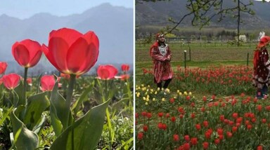 Kashmir Tulip Garden: जबरवान पहाड़ों की तलहटी में 52 हेक्टेयर भूमि में फैला और डल झील के किनारे स्थित श्रीनगर का ट्यूलिप गार्डन एशिया का सबसे बड़ा ट्यूलिप गार्डन है। ट्यूलिप्स के साथ ही इस गार्डन में आपको जलकुंभी, गुलाबी तुरसावा, डैफोडील्स, मस्करी और साइक्लेमेन जैसे और दूसरे खूबसूरत और वसंत फूल भी देखने को मिलेंगे। 