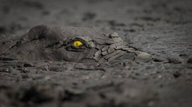 World Nature Photography Awards 2022: जिम्बाब्वे में माना पूल नेशनल पार्क के पानी में दुबके हुए मिट्टी से सने मगरमच्छ की इस तस्वीर ने वर्ल्ड नेचर फोटोग्राफी अवार्ड्स में शीर्ष पुरस्कार अपने नाम किया है। विजेता तस्वीर जर्मन फोटोग्राफर जेन्स कुलमैन द्वारा ली गई थी, जिन्होंने मगरमच्छ की भेदी पीली आंख को गंदे पानी के ऊपर से झांकते हुए देखा था।