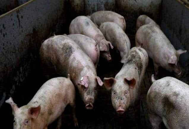 African Swine Fever: क्या है अफ्रीकन स्वाइन फीवर वायरस, जिससे इंडोनेशिया से लेकर सिंगापुर तक मचा है कोहराम? African Swine Fever: क्या है अफ्रीकन स्वाइन फीवर वायरस, जिससे इंडोनेशिया से लेकर सिंगापुर तक मचा है कोहराम?