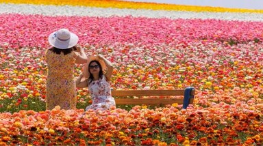 Flower Fields of Carlsbad: अमेरिका में सबसे ज्यादा टेकोलोट रेननकुलस प्रजातियों के फूल इसी घाटी में खिलते हैं। 2019 में इन्हें देखने साढ़े सात लाख से अधिक लोग आए थे। जबकि 2020 और 2021 में कोरोना महामारी के कारण घाटी बंद रही। इस साल कई पाबंदियों के साथ घाटी खुली तो लोगों ने पहुंचना शुरू कर दिया है। (Photo Source: Reuters)
