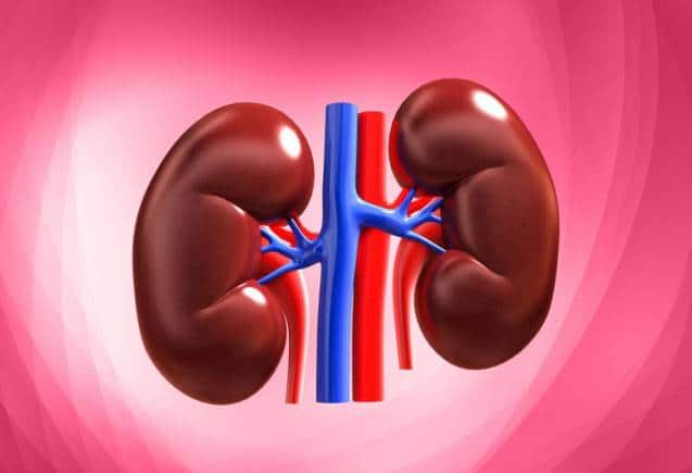 Kidney Failure: किडनी खराब होने से पहले मिलते हैं ये संकेत, इन-इन अंगों में होता है दर्द