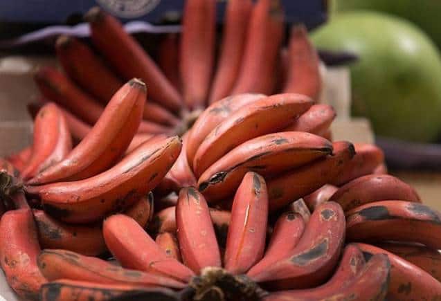 Red Banana: लाल केला में छिपा है सेहत का खजाना, शरीर में बढ़ेगा ब्लड, BP और मोटापे को करता है कंट्रोल Red Banana: लाल केला में छिपा है सेहत का खजाना, शरीर में बढ़ेगा ब्लड, BP और मोटापे को करता है कंट्रोल