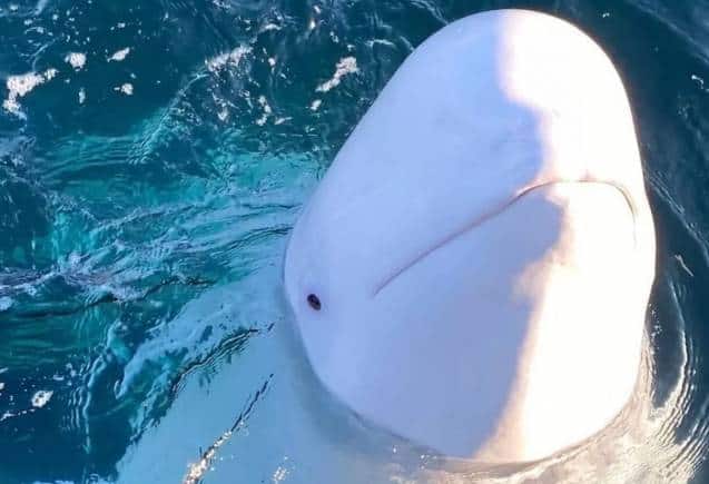 Russian Spy Whale: नॉर्वे के बाद अब स्वीडन तट पर दिखी रूस की 'जासूसी व्हेल', लोगों को दूर रहने की सलाह Russian Spy Whale: नॉर्वे के बाद अब स्वीडन तट पर दिखी रूस की 'जासूसी व्हेल', लोगों को दूर रहने की सलाह