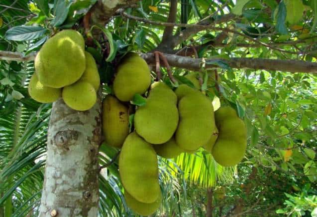 कटहल में छिपा है सेहत का खजाना, आंख और हड्डियों के लिए रामबाण, जानिए कच्चा खाएं या पका कटहल में छिपा है सेहत का खजाना, आंख और हड्डियों के लिए रामबाण, जानिए कच्चा खाएं या पका