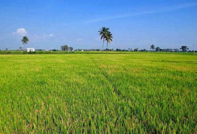 Land Measurement: एक हेक्टेयर में कितने बीघा होता है? यहां समझें पूरा गणित, जमीन खरीदना हो जाएगा आसान