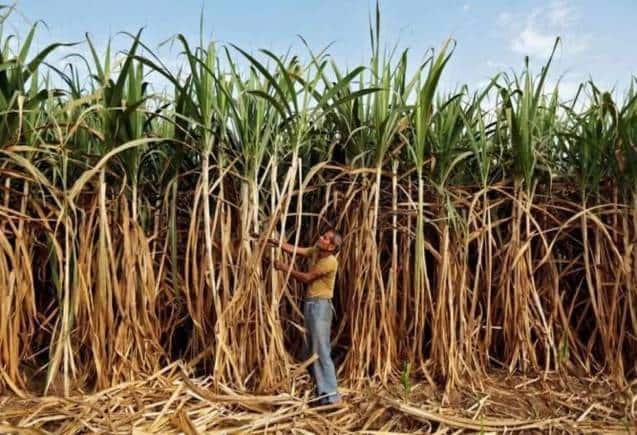 सरकार ने गन्ने के जूस से एथनॉल बनाने पर लगाई रोक, जारी हुआ नोटिफिकेशन
