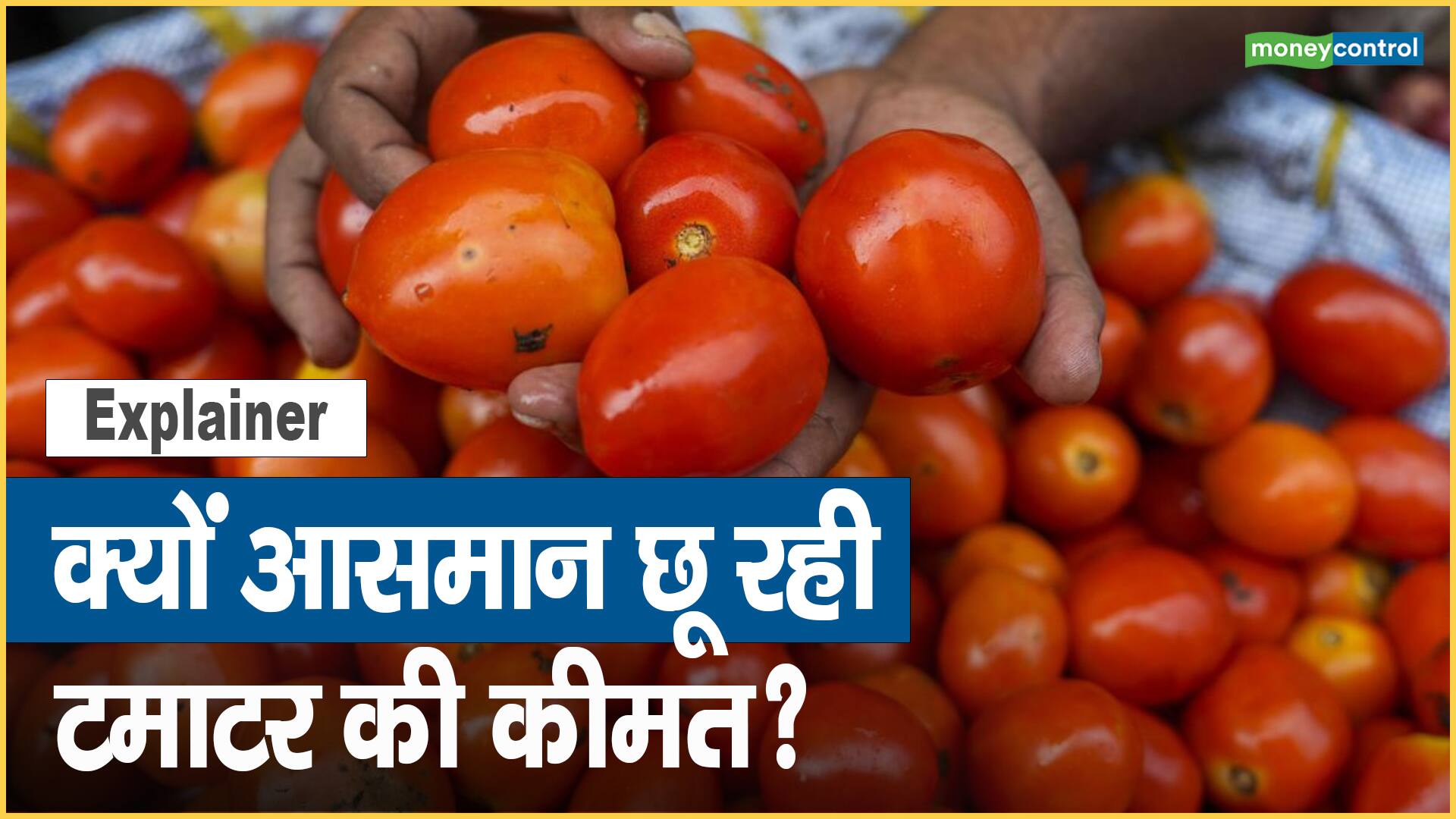 Explainer: क्यों आसमान छू रही टमाटर की कीमत? Explainer: क्यों आसमान छू रही टमाटर की कीमत?