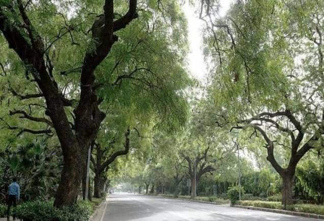 Pran Vayu Devata Yojana: इंसान क्या यहां पेड़ों को मिलेगी पेंशन, जानिए कैसे उठाएं फायदा