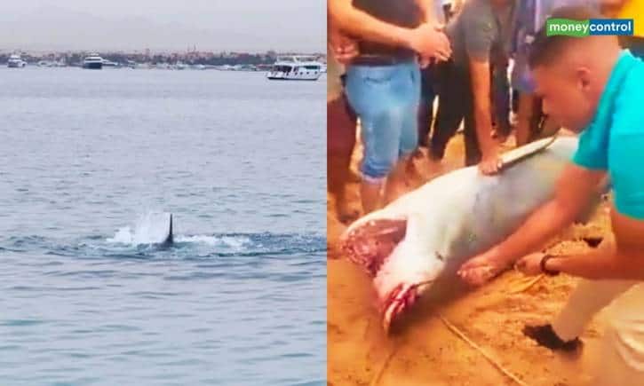 Shark Attack: आदमी को जिंदा निगल गई शार्क, चंद सेकंड में बनाया अपना शिकार, वीडियो हुई वायरल