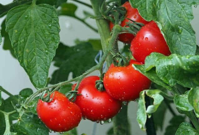 Tomato Price: सलाद से हो रहा गायब, जल्द ही 100 रुपये में एक किलो मिलेगा टमाटर! Tomato Price: सलाद से हो रहा गायब, जल्द ही 100 रुपये में एक किलो मिलेगा टमाटर!
