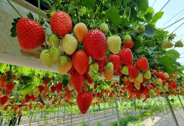 Business Idea: आ गया बेहद मुनाफे वाला बिजनेस, Strawberry से फौरन हो जाएंगे मालामाल