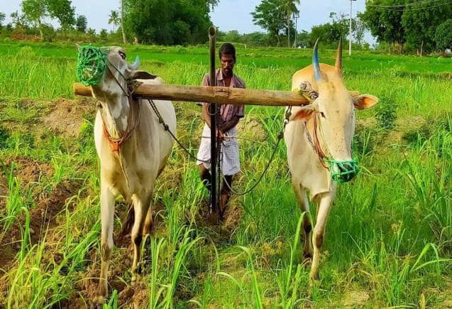 PM Kisan Yojana: किश्त पाने के लिए किसान अभी से इन बातों का रखें ध्यान, वरना लग जाएगा तगड़ा चूना