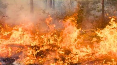 हवाई में लगी इस आग की वजह से अभी तक 36 लोग मारे जा चुके हैं। वहीं अभी तक दर्जनों लोग लापता हो चुके हैं