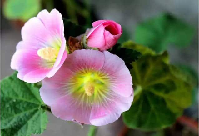 Business Idea: ‘गुलखैरा’ हर किसी को बना देता है करोड़पति, जानिए कैसे शुरू करें यह सुपरहिट बिजनेस
