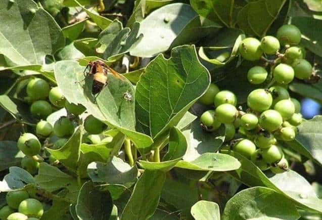 लसोड़ा से सैकड़ों बीमारियां रहती हैं दूर, फल-पत्ते और बीज में छिपा है सेहत का खजाना