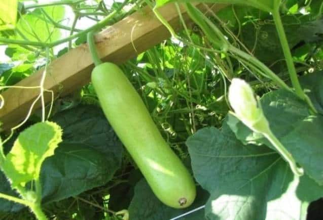 Diabetes के मरीजों के लिए रामबाण है लौकी और इसके पत्ते, हड्डियां बन जाएंगी लोहे जैसी मजबूत